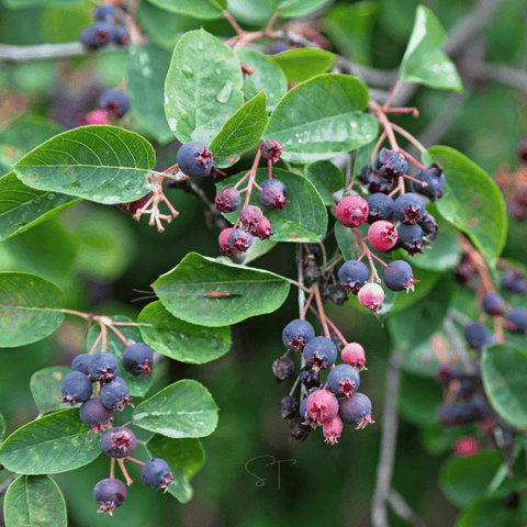 Juneberry Serviceberry 50 Seeds