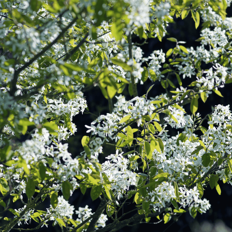 Load image into Gallery viewer, Juneberry – Serviceberry – 50 Seeds
