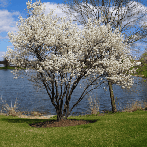 Juneberry – Serviceberry – 50 Seeds, additional product view 2