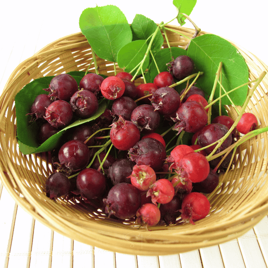 Juneberry – Serviceberry – 50 Seeds