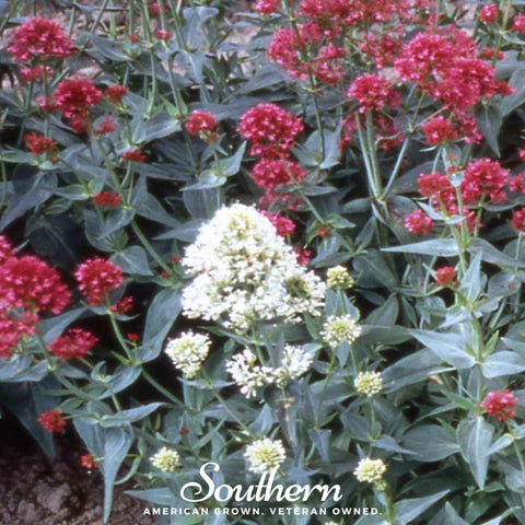 Jupiter's Beard Mix – 50 Seeds, additional product view 2