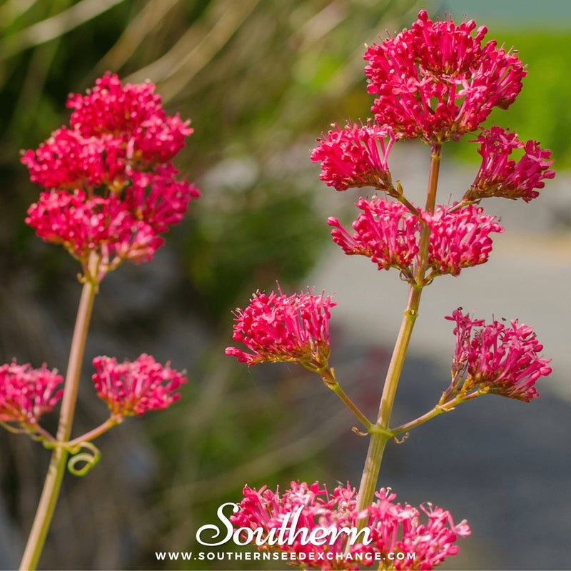 Load image into Gallery viewer, Jupiter’s Beard (Red Valerian) – 50 Seeds
