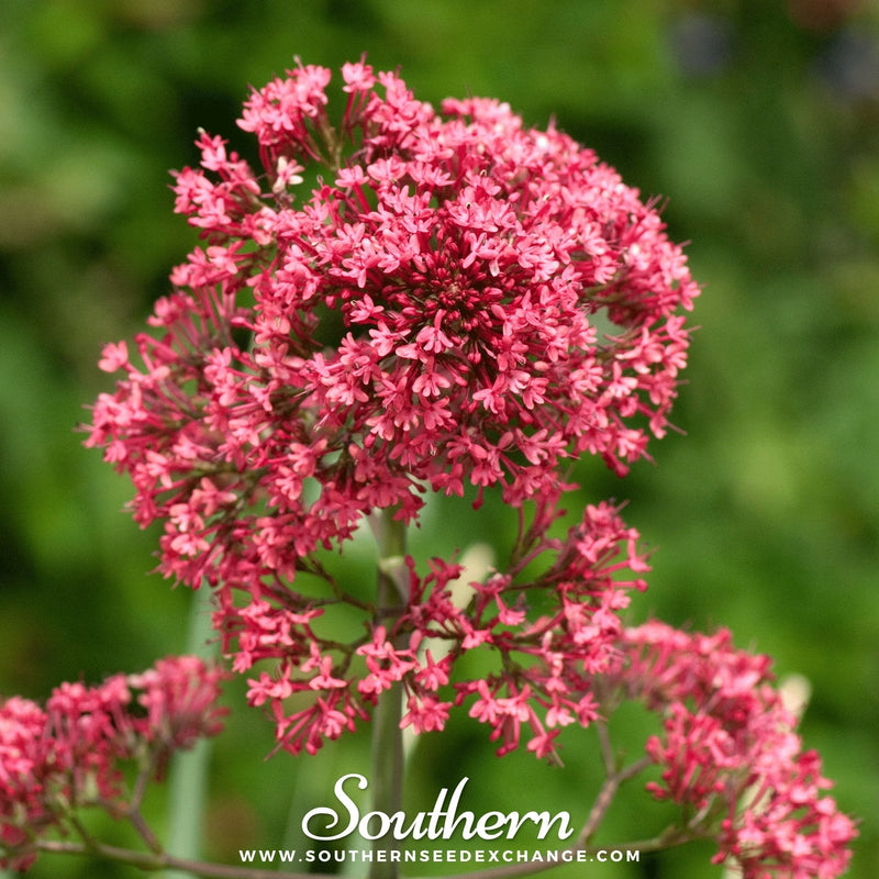 Load image into Gallery viewer, Jupiter’s Beard (Red Valerian) – 50 Seeds

