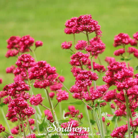 Jupiter's Beard Red Valerian seeds package, 50 count, GrowTime Garden Supply