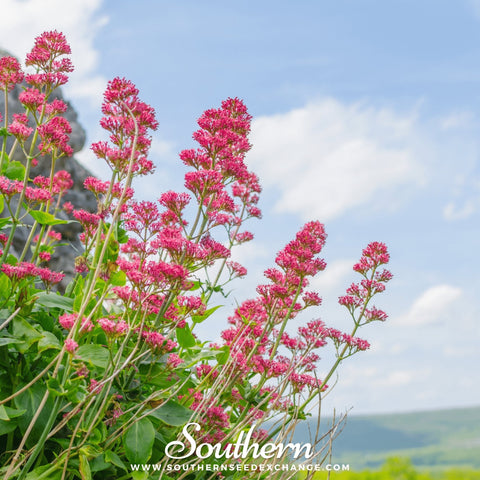 Jupiter's Beard (Red Valerian) – 50 Seeds, additional product view 2