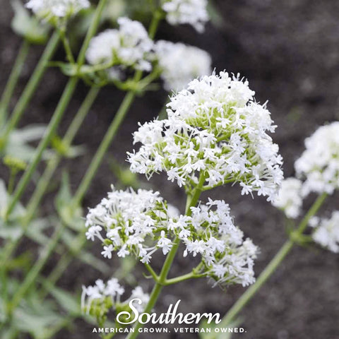 White Valerian Jupiter's Beard 50 Seeds