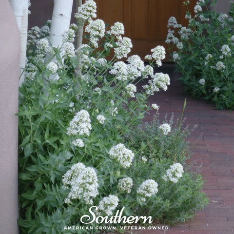 White Valerian Jupiter's Beard – 50 Seeds, additional product view 2