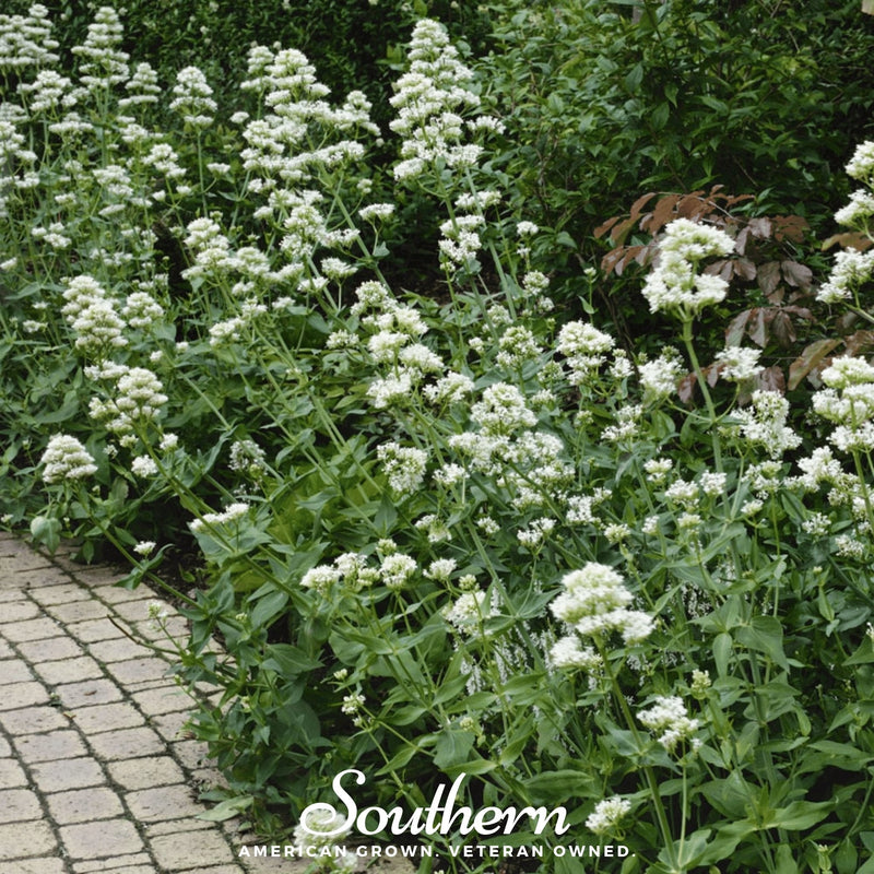 Load image into Gallery viewer, White Valerian Jupiter’s Beard – 50 Seeds
