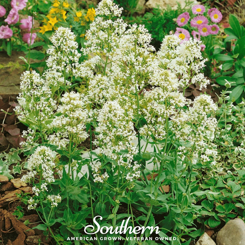 Load image into Gallery viewer, White Valerian Jupiter’s Beard – 50 Seeds
