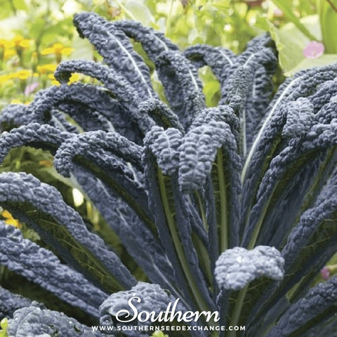 Black Magic Kale – 250 Seeds, additional product view 2