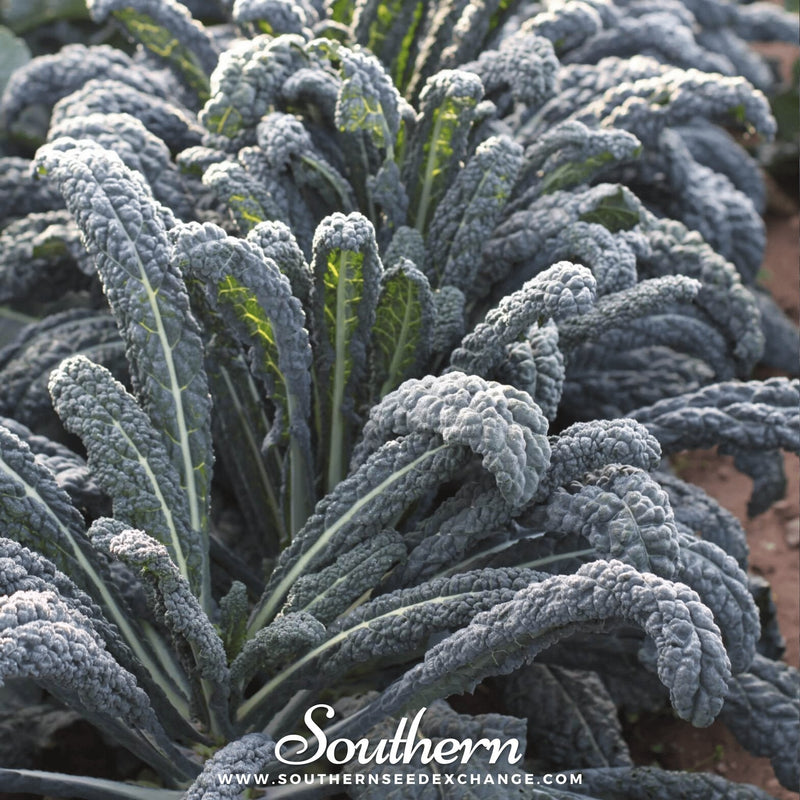 Load image into Gallery viewer, Black Magic Kale – 250 Seeds
