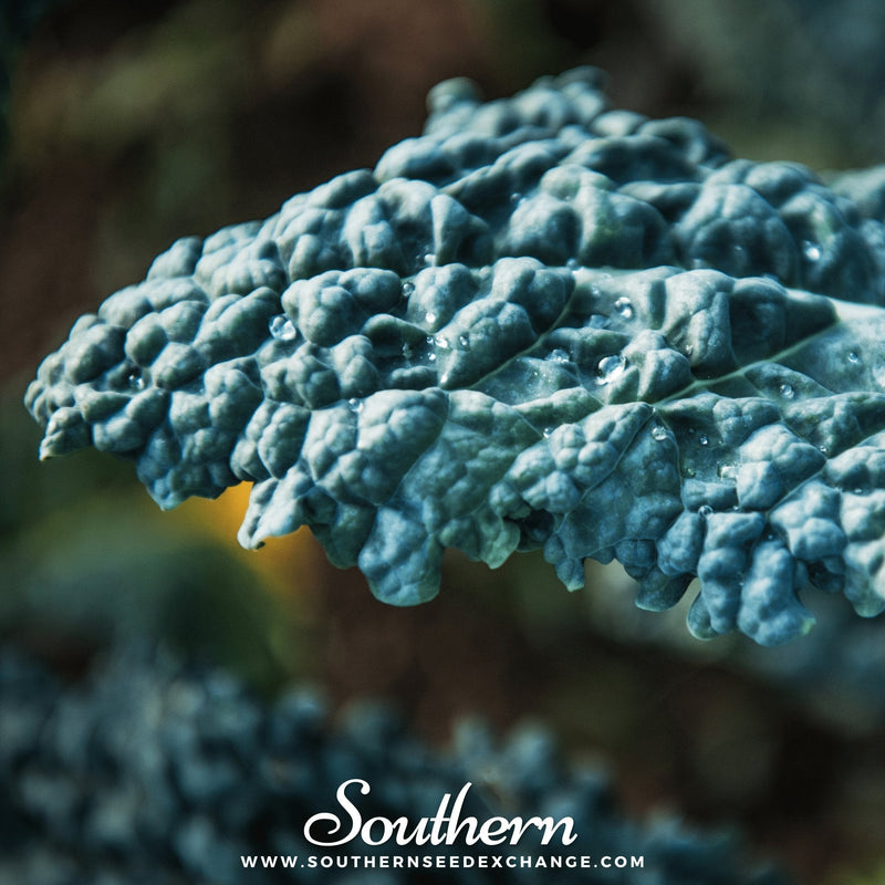 Load image into Gallery viewer, Black Magic Kale – 250 Seeds
