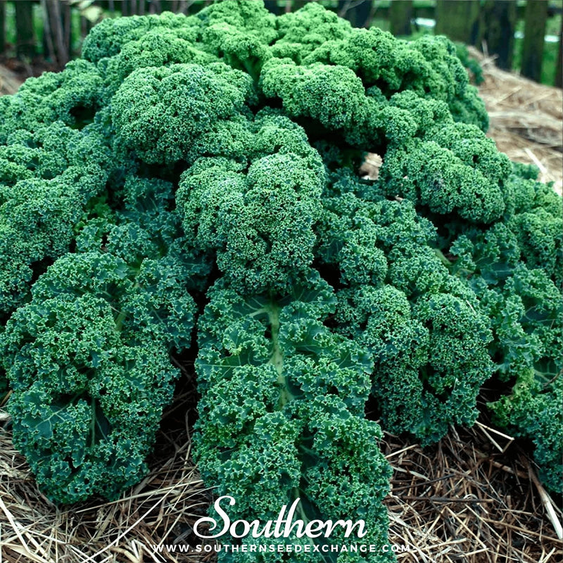 Load image into Gallery viewer, Dwarf Blue Curled Scotch Kale – 250 Seeds
