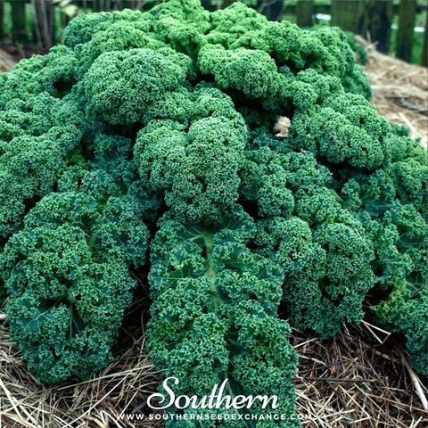 Dwarf Blue Curled Scotch Kale seeds package, 250 count, GrowTime Garden Supply