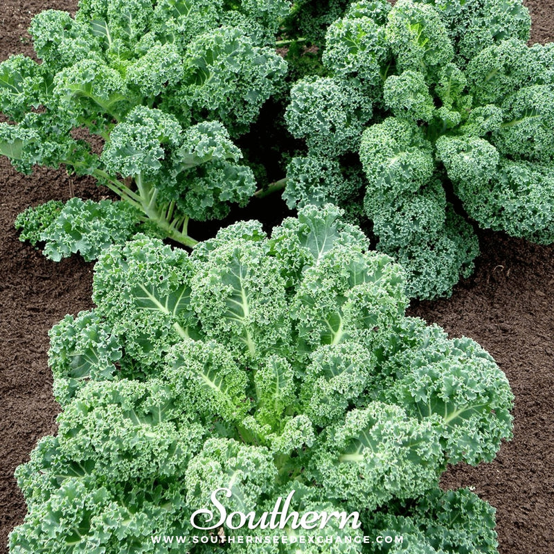 Load image into Gallery viewer, Dwarf Blue Curled Scotch Kale – 250 Seeds
