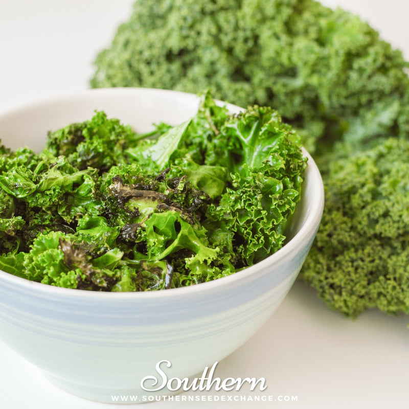 Load image into Gallery viewer, Dwarf Blue Curled Scotch Kale – 250 Seeds
