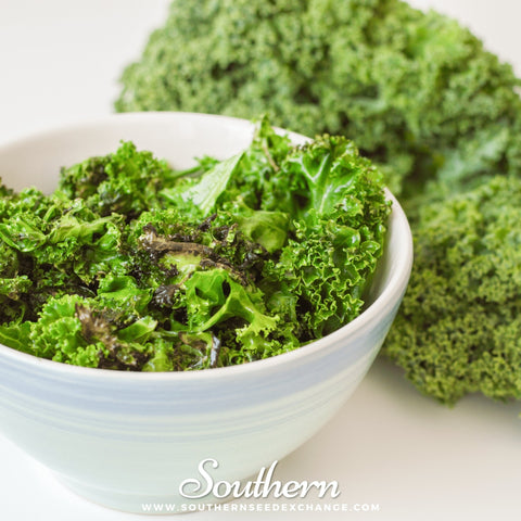 Dwarf Blue Curled Scotch Kale – 250 Seeds, additional product view 2