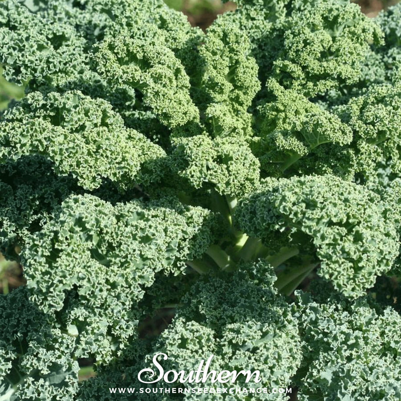 Load image into Gallery viewer, Dwarf Blue Curled Scotch Kale – 250 Seeds
