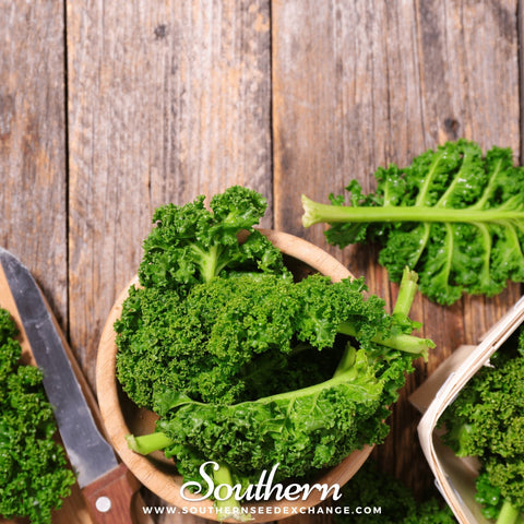 Dwarf Siberian Kale seeds package, 250 count, GrowTime Garden Supply