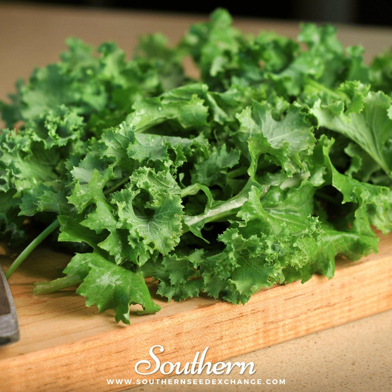 Load image into Gallery viewer, Dwarf Siberian Kale – 250 Seeds
