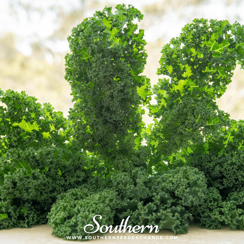Load image into Gallery viewer, Dwarf Siberian Kale – 250 Seeds
