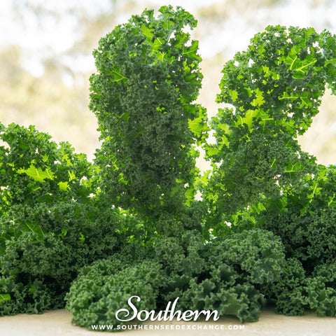 Dwarf Siberian Kale – 250 Seeds, additional product view 2