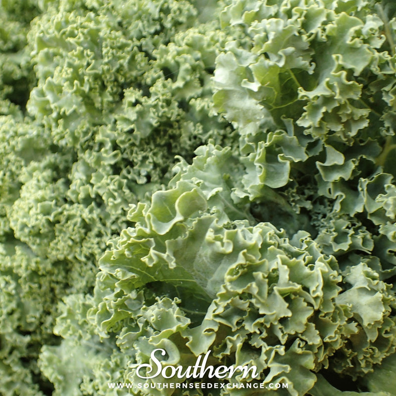 Load image into Gallery viewer, Dwarf Siberian Kale – 250 Seeds
