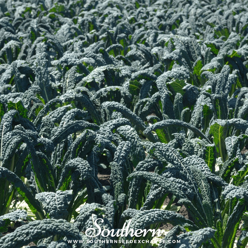 Load image into Gallery viewer, Lacinato "Dinosaur" Kale – 250 Seeds
