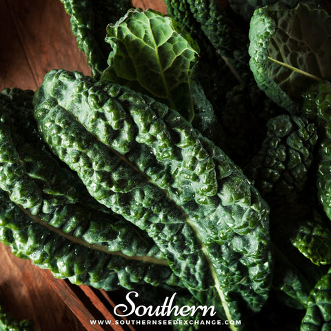 Lacinato Dinosaur Kale seeds package, 250 count, GrowTime Garden Supply