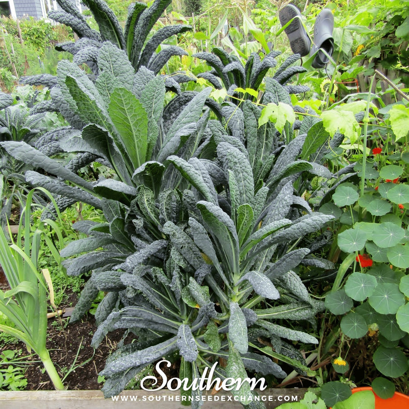 Load image into Gallery viewer, Lacinato "Dinosaur" Kale – 250 Seeds
