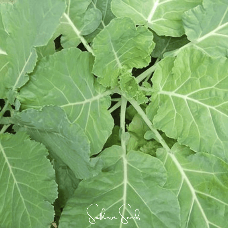 Load image into Gallery viewer, Premier Kale – 250 Seeds
