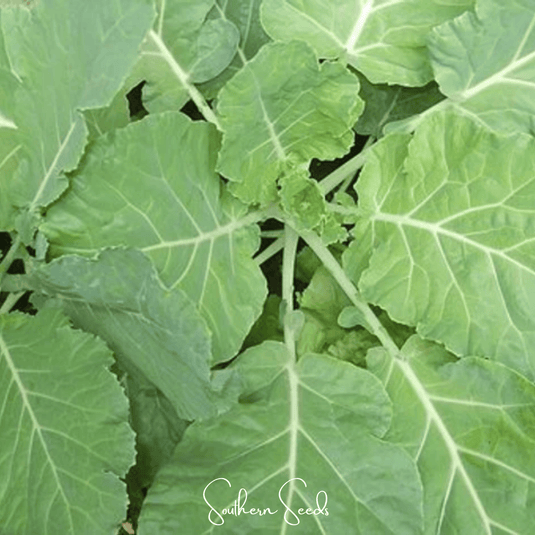Premier Kale – 250 Seeds
