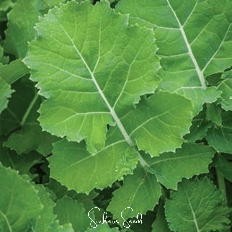 Load image into Gallery viewer, Premier Kale – 250 Seeds
