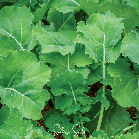 Premier Kale 250 Seeds
