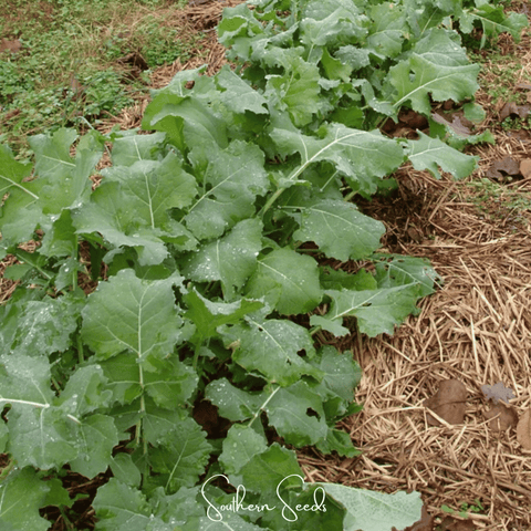 Premier Kale – 250 Seeds, additional product view 2