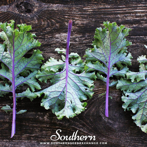 Red Russian Kale seeds package, 250 count, GrowTime Garden Supply