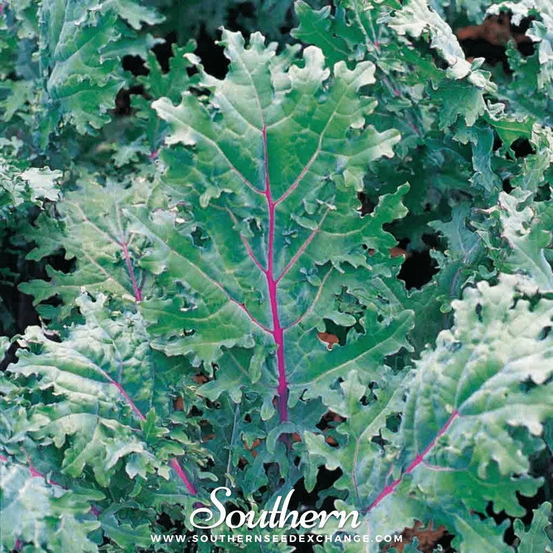 Load image into Gallery viewer, Red Russian Kale – 250 Seeds
