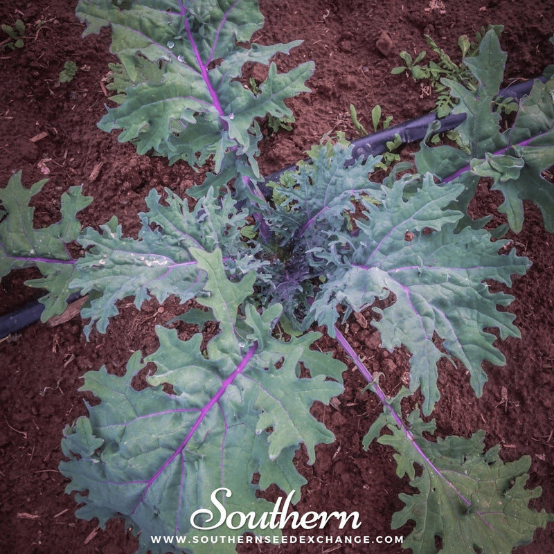Load image into Gallery viewer, Red Russian Kale – 250 Seeds
