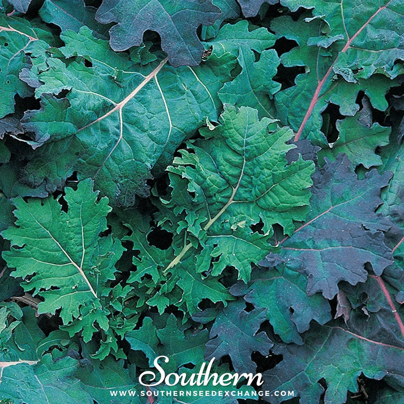 Load image into Gallery viewer, Red Russian Kale – 250 Seeds
