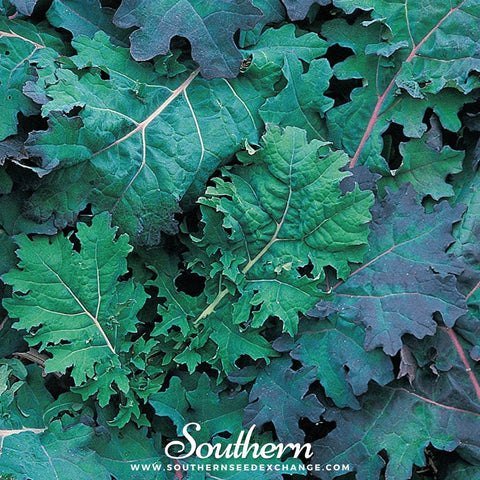 Red Russian Kale – 250 Seeds, additional product view 2