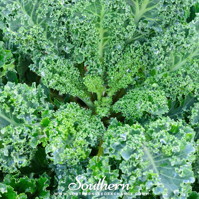 Load image into Gallery viewer, Vates Blue Scotch Curled Kale – 250 Seeds
