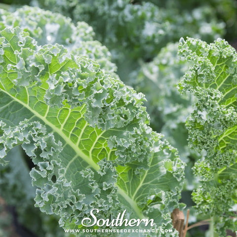 Vates Blue Scotch Curled Kale – 250 Seeds, additional product view 2