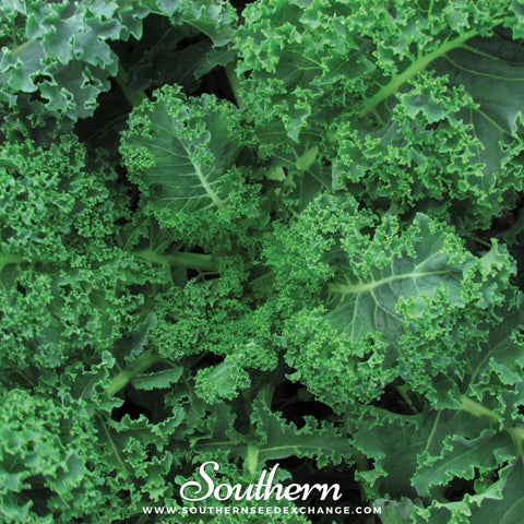 Vates Blue Scotch Curled Kale seeds package, 250 count, GrowTime Garden Supply
