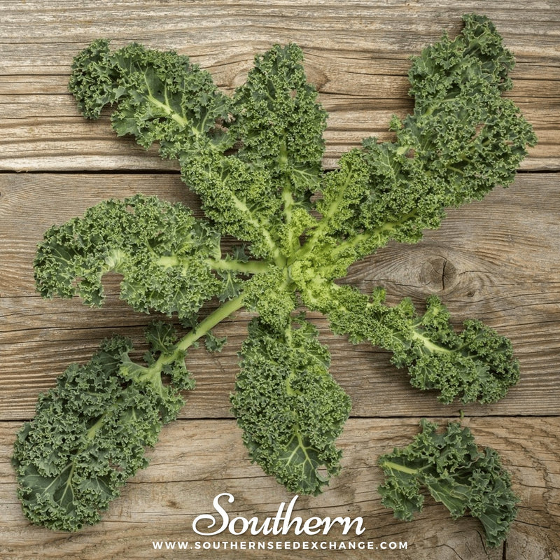 Load image into Gallery viewer, Vates Blue Scotch Curled Kale – 250 Seeds
