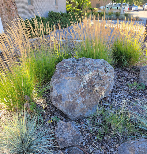 Feather Reed Grass | Calamagrostis x acutiflora 'Karl Foerster', additional product view 2
