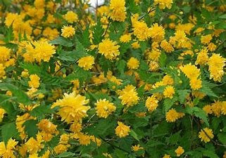 Load image into Gallery viewer, Double Flowering  Japanese Kerria | Kerria japonica 'Plenifolia'
