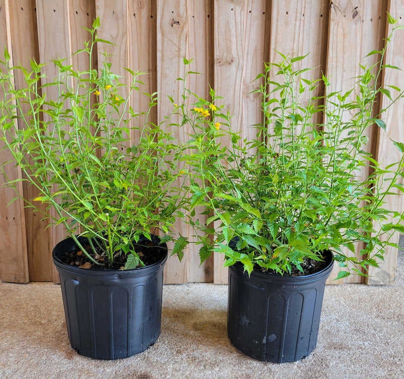 Load image into Gallery viewer, Double Flowering  Japanese Kerria | Kerria japonica 'Plenifolia'
