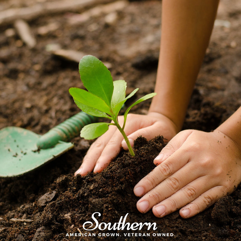 Load image into Gallery viewer, Kids Garden Seed Collection – 10 Varieties
