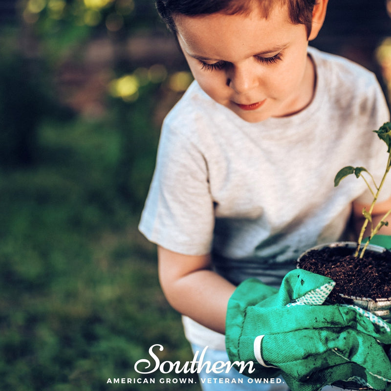 Load image into Gallery viewer, Kids Garden Seed Collection – 10 Varieties
