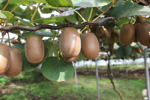 Organic Kiwi seeds package, GrowTime Garden Supply